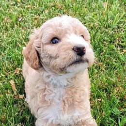 Dax - Apricot male Goldendoodle puppy in Hendersonville, Tennessee from Ben's Best Buddy Goldendoodles