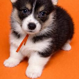 Orange collar - Black and tan male Pembroke Welsh Corgi puppy in Poulsbo, Washington from Central Valley kennel
