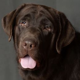 Brutus - Labrador Retriever