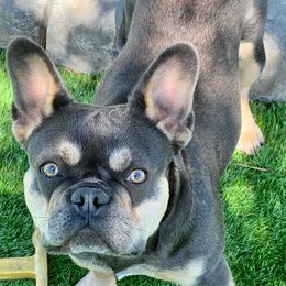 French Bulldogs from Sdfabulousfrenchies