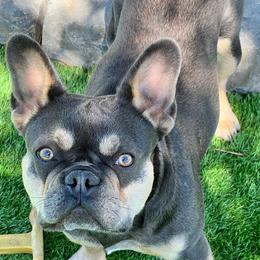 French Bulldogs from Sdfabulousfrenchies