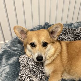 Taro - Pembroke Welsh Corgi