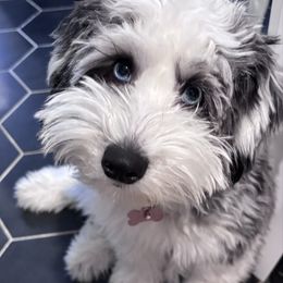 Pru - Sheepadoodle