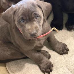 Charcoal- pink collar - Charcoal female Dilute Retriever puppy in Teton County, Montana from East Front Labradors & Treasure State Schnauzers