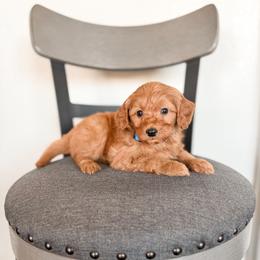 Fudge - Red  male Goldendoodle puppy in Billings, Montana from Montana Raised Doodles