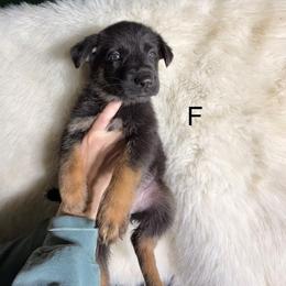 2nd pick female 3,425 - Black and tan female German Shepherd puppy in Hollis Center, Maine from Noble German Shepherds of Maine
