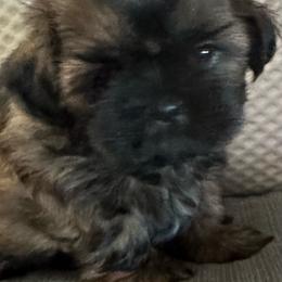 Roman - Brindle male Shih Tzu puppy in Scottdale, Pennsylvania from Nancy’s Majestic Shih Tzus