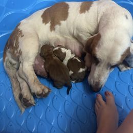 Basset Hound puppies from Iron Sentry Farms