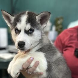 Siberian Husky Puppies from McDonald's Homegrown Huskies