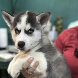 Siberian Husky Puppies from McDonald's Homegrown Huskies
