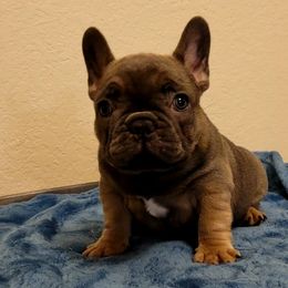 French Bulldog Puppies from Charles Frenchies