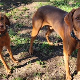 Vizslas from CW Legacy Vizslas
