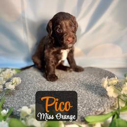 Pico - Chocolate female Australian Labradoodle puppy in Richmond, Kentucky from Happy Time Doodles
