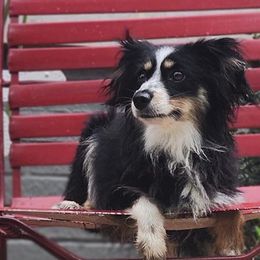 Miniature Australian Shepherds from Family Tradition