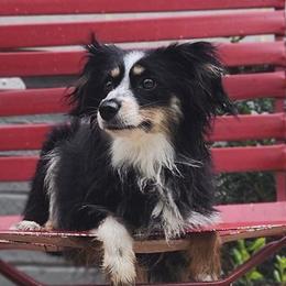 Miniature Australian Shepherds from Family Tradition