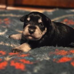Abe - Black and silver male Miniature Schnauzer puppy in Dozier, Alabama from The Bearded Lady Miniature Schnauzers
