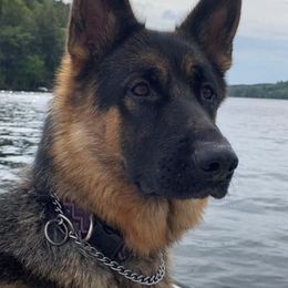 German Shepherds from Aliceeann's German Shepherds