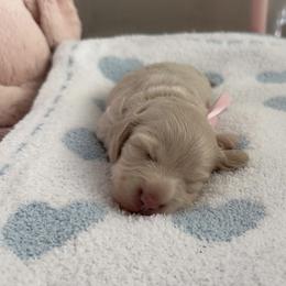 Winnie - Cream female Dachshund puppy in Summerfield, Florida from Dachshundly Perfect