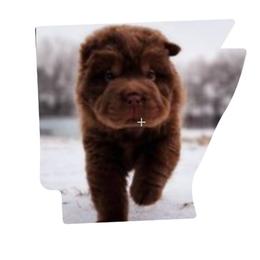 Chinese Shar-Pei Puppies from Zoey's Waggly Tails