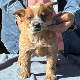 L65-02 - Red speckled male Australian Cattle Dog puppy in Sheridan, Oregon from 6pk Cattledogs