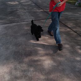 Poodle Puppies from Deborah Busch Poodles