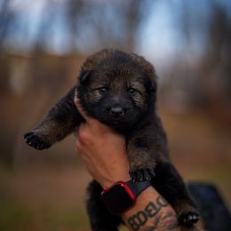 Cheetah - Sable female German Shepherd puppy in Knowlton Township, New Jersey from Augenblick Kennels
