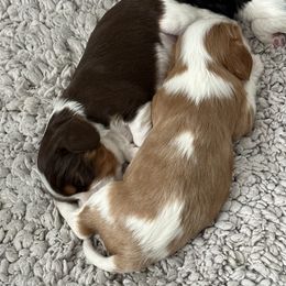 Cavalier King Charles Spaniel Puppies from Cavaliers of New Castle