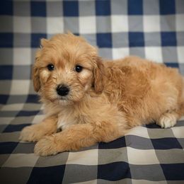 Max Dennison - Cream male Goldendoodle puppy in Coarsegold, California from Hobbit Hollow Acres