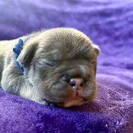 Bubba - Blue male French Bulldog puppy in Greeley, Colorado from Mandy Moon French Bulldogs