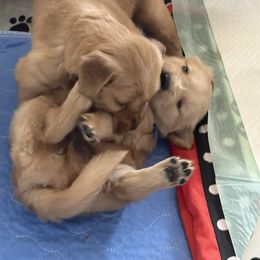 Golden Retriever Puppies from Gail’s Goldens