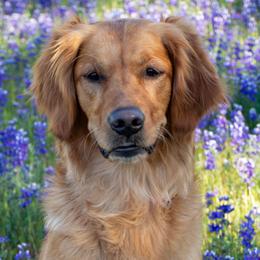 Oakley or AnnieO - Golden Retriever