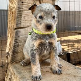 Neo - Blue mottled male Australian Cattle Dog puppy in Sahuarita, Arizona from A2 Australian Cattle Dogs