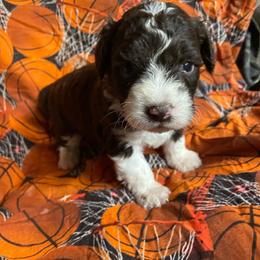 Chocolate and white boy - Brown and white male Aussiedoodle puppy in Hillsboro, Illinois from Shoal Creek Puppies