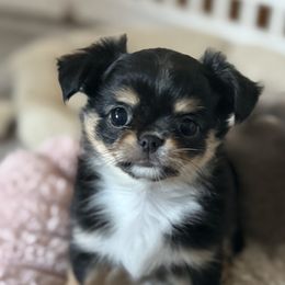 Chihuahua Puppies from Golden State Chihuahuas