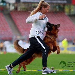 Ecco - German Shepherd