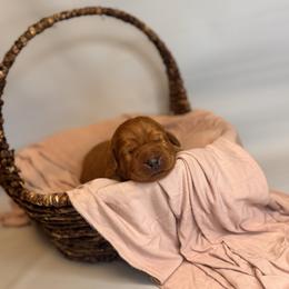 Gumbo - Yellow male Labrador Retriever puppy in Rocky Top, Tennessee from Rocky Top Retrievers