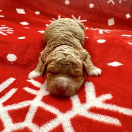 Juliet - Apricot female Goldendoodle puppy in New Britain, Connecticut from Goldendoodles Yorkiepoo Stars CT