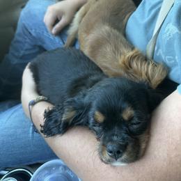 Cavalier King Charles Spaniel Puppies from 5dubs Cavaliers