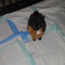 Boy 1 - Black male Pomeranian puppy in Angleton, Texas from Pomeranian Palace, LLC