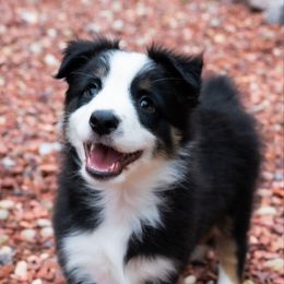 Gunner - Black tri-color male Australian Shepherd puppy in Oakland City, Indiana from Moonlightaussies