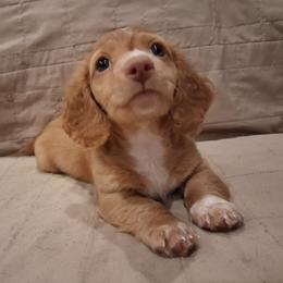 Dachshund Puppies from Dax Place