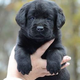 Labrador Retriever Puppies from Avery Labradors