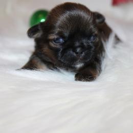 Girl 3 - Red and white female Shih Tzu puppy in Craig, Colorado from Rocky Mountain Shih Tzus and Dry Creek Miniature Dachshunds
