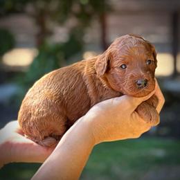 Red Collar Girl - Red  female Poodle puppy in Modesto, California from Dry Creek Poodles
