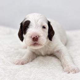 Mike - Parti male Goldendoodle puppy in Calhoun, Georgia from FamilyLoved Doodles