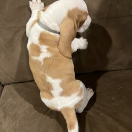 Basset Hound Puppies from Terry Farms