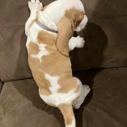 Basset Hound Puppies from Terry Farms