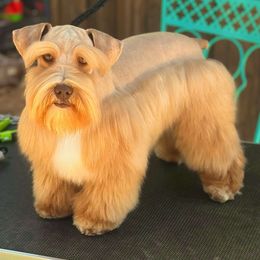 Swag - Miniature Schnauzer