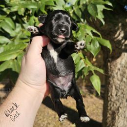 Black Girl - Black female Miniature Schnauzer puppy in Lake Charles, Louisiana from Du Lac Miniature Schnauzers