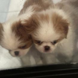 Japanese Chin Puppies from CindyLynnsChins